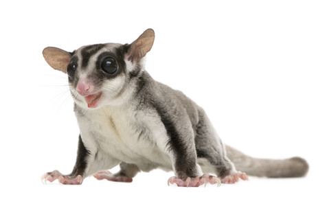 t14e770 sugar glider 2