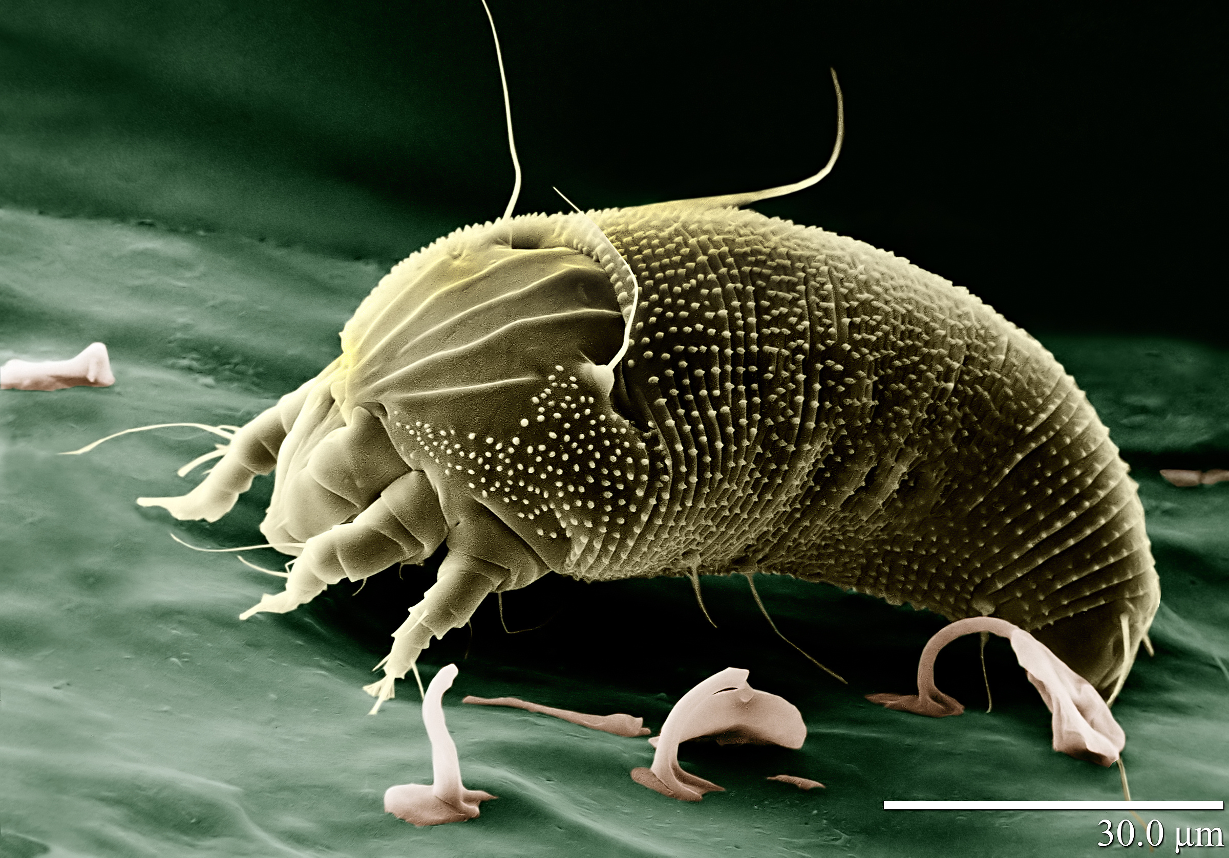 Bilder-Thread Rust Mite Aceria anthocoptes