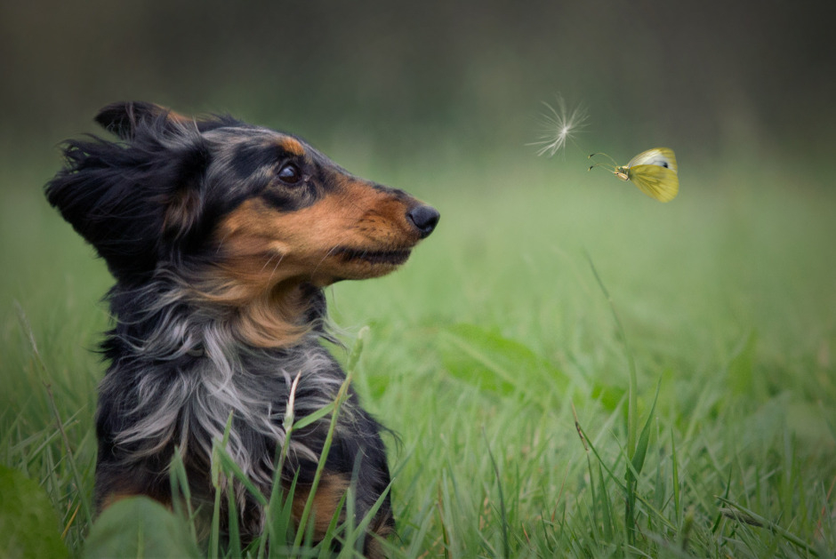 Die schönsten Tiere/Tierbilder der Welt natur-schmetterling-composing-wind-lusti