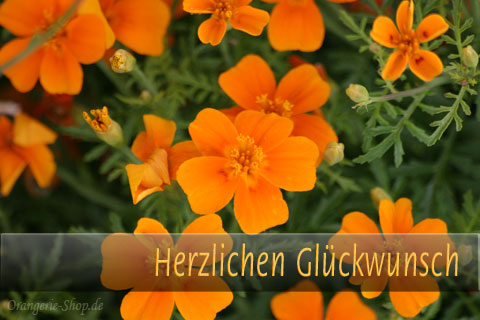 Herzlichen-Glueckwunsch orange