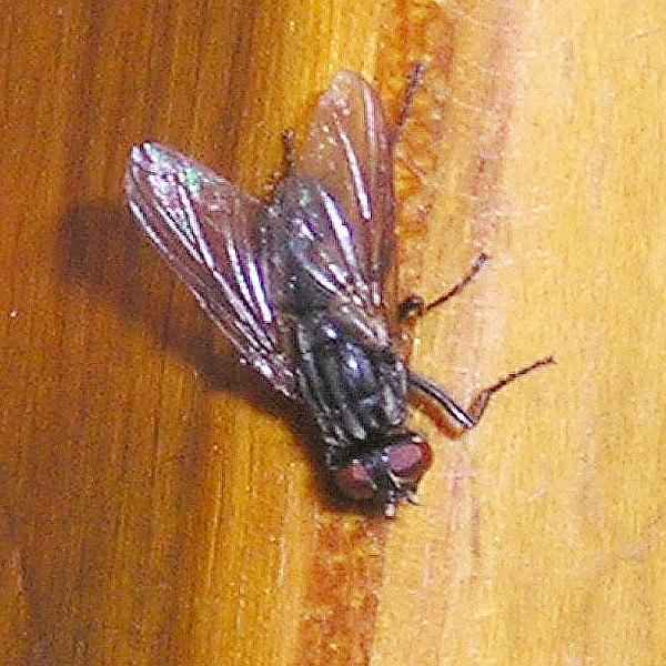 Musca20domestica20Stubenfliege 004