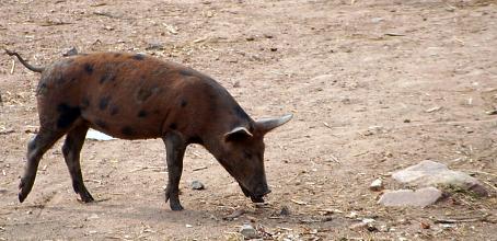 fc32a4 Dunkel-Braun-Wildschwein w454 h22