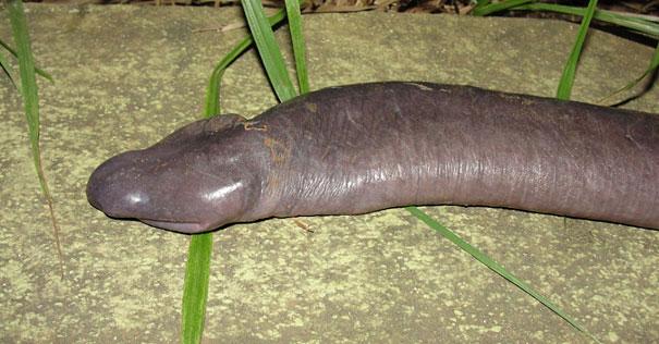 Bilder-Thread strange-animals-you-didnt-know-2-1-2