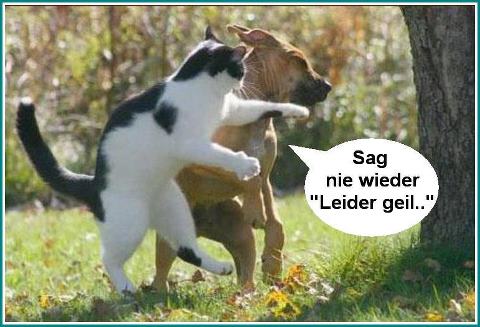 Bilder-Thread 292408 375949 361086267306537 1707215931