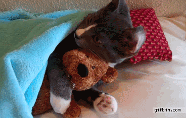 1291476024 cat hugs teddy bear