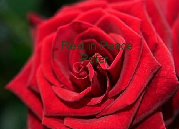 gVqIDO Rote Rose
