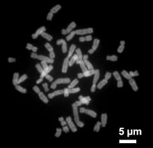 220px-HumanChromosomesChromomycinA3