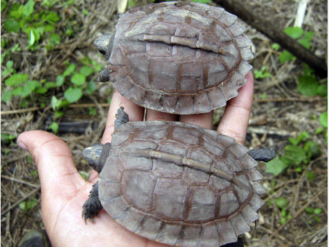 899580108-schildkroete-erdschildkroete.9