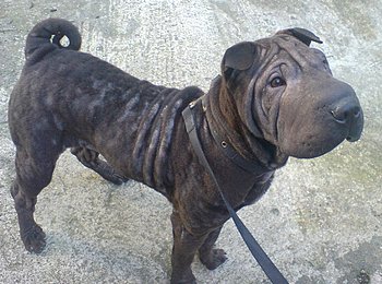 DvROnz 2007-06-13 shar-pei