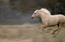 tcce0ed running horse