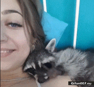 Funny-Video-Cute-Raccoon-Gif