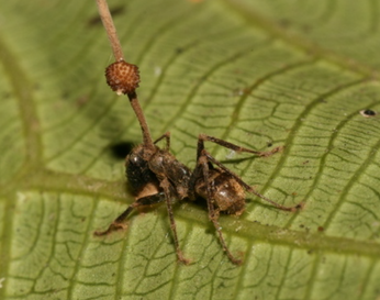 Cordycepsunilateralis