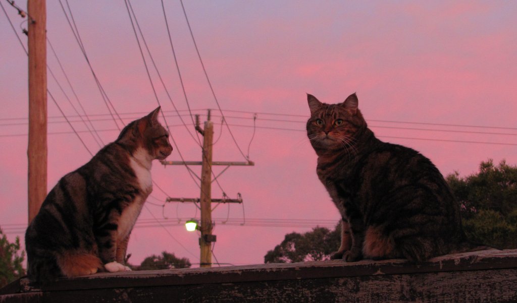 Bilder-Thread cat-twist-2