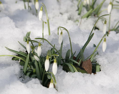 gj00005-Schneegloeckchen