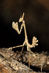 15ab65 170px-Empusa pennata 20071021