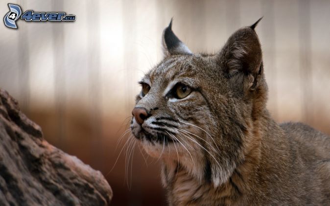 luchs-201636