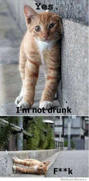 im-not-drunk-cat