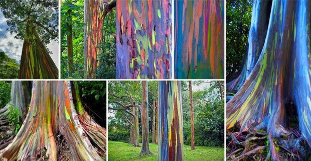 0-regenbogen-eukalyptus-baum-bilder-defa