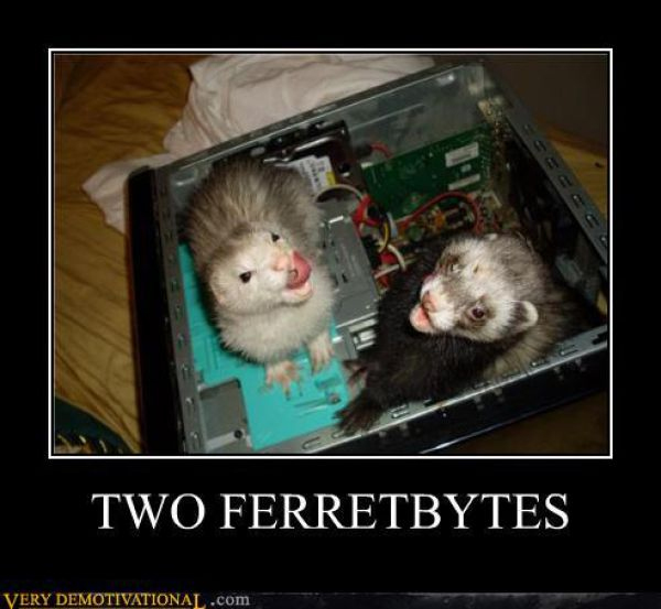 5c5038 Two Ferretbytes