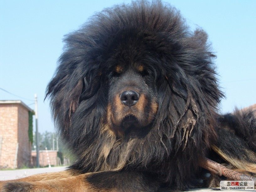 Bilder-Thread tibetanmastiff