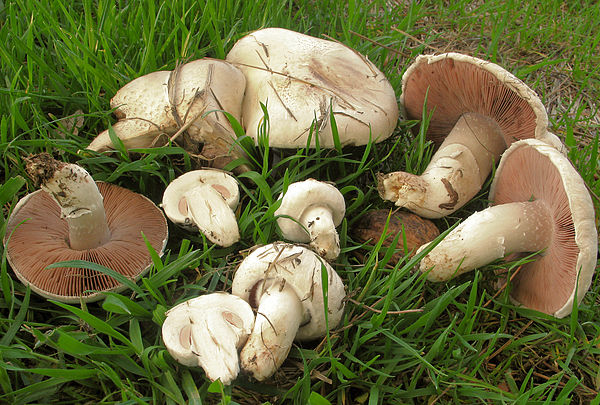 600px-2012-02-13 Agaricus campestris L 1