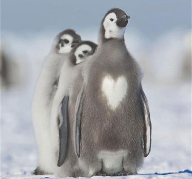 Die schönsten Tiere/Tierbilder der Welt herz-pinguin