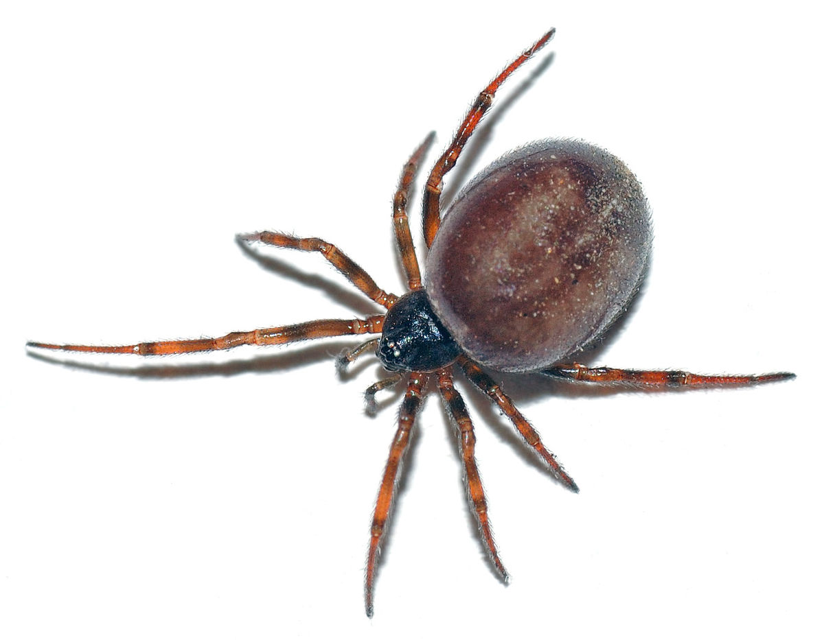 1200px-Steatoda bipunctata female 28aka2