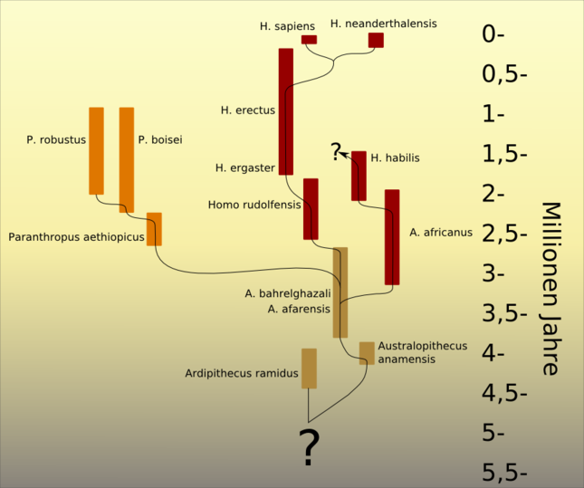 645px Stammbaum der Entwicklung des Mens