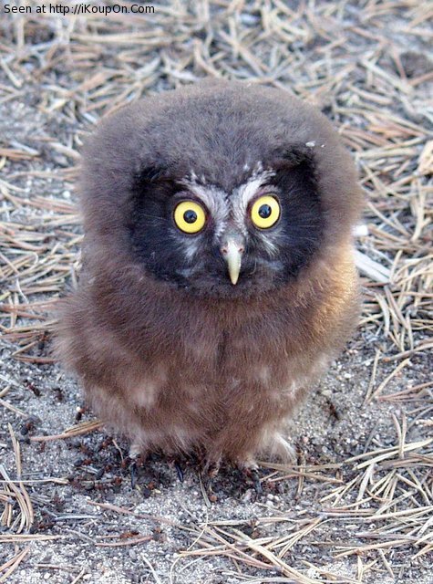 Bilder-Thread p 37 Funny-Owl 90