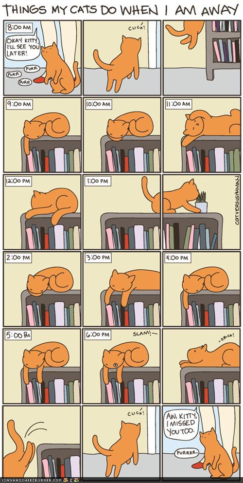 Bilder-Thread t6eO8OV funny-pictures-kitteh-komic-ob-teh-day-w