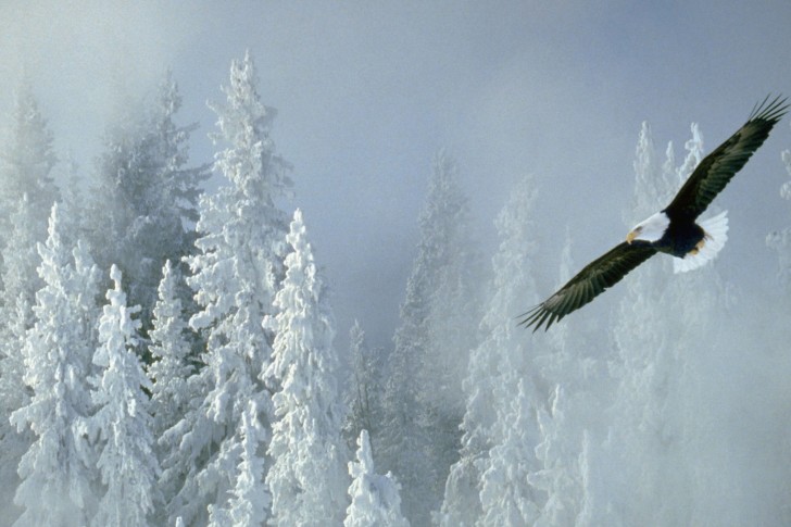 Bilder-Thread bald-eagle-trees-white-haired-eagle-snow