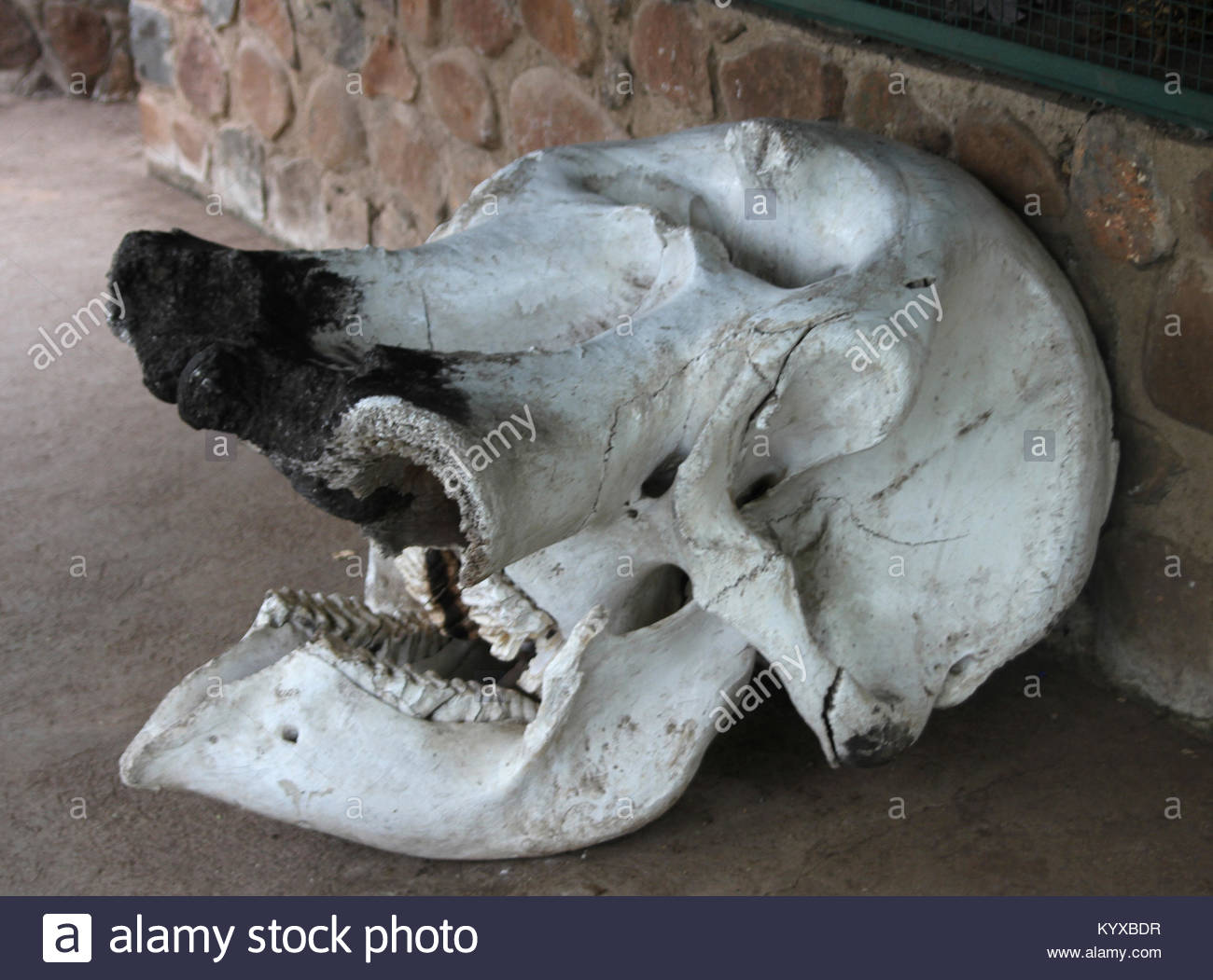 elephant-skull-next-to-cage-at-mosi-oa-t