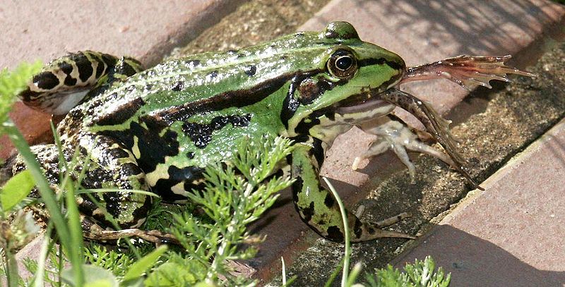 800px Teichfrosch isst teichfrosch