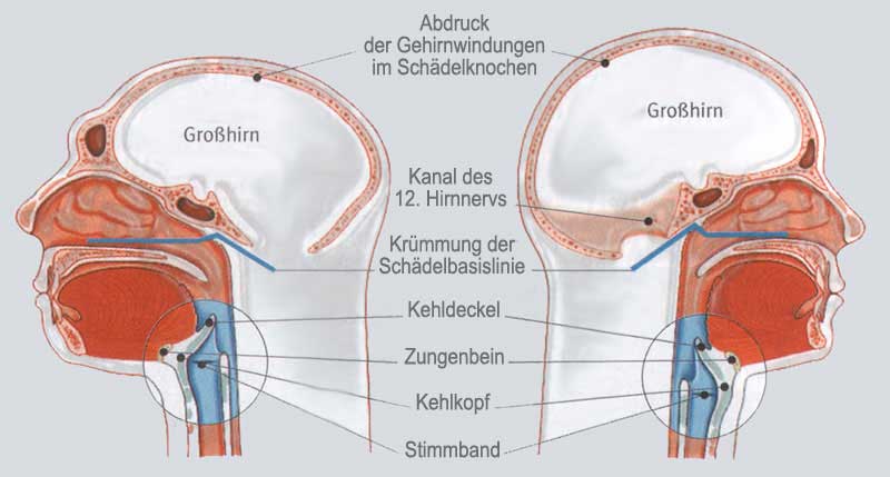 sprach anatomie