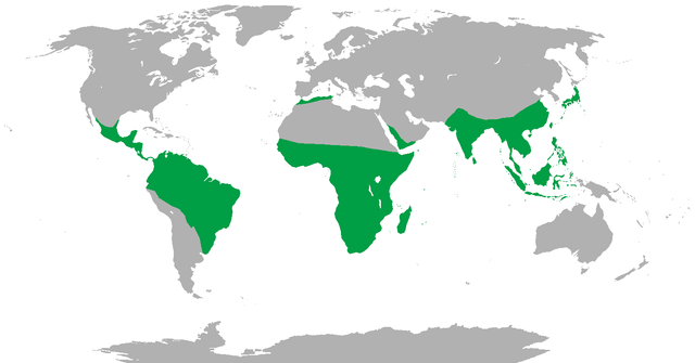 640px-Range of Non-human Primates