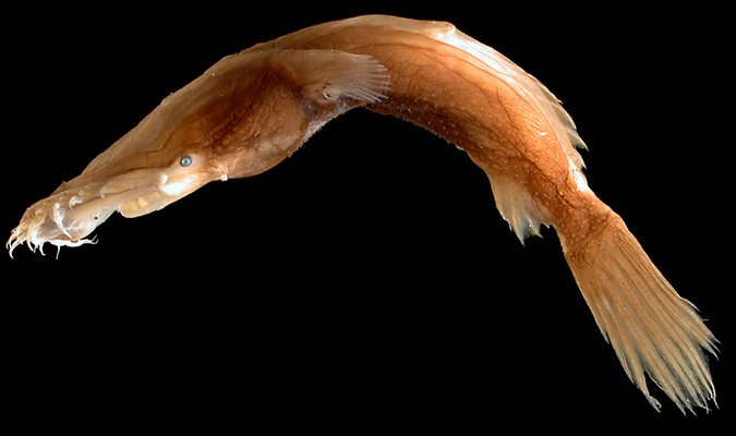 Thaumatichthys binghami.400a