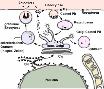 endoexo