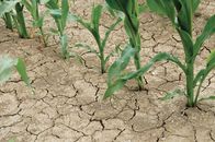 1601 maize-drought-tolerance 196x130