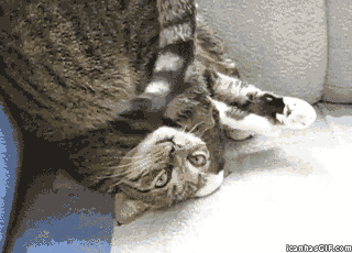 Bilder-Thread funny-gif-crazy-cat-upside-down-couch