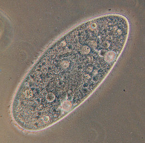 300px-Paramecium