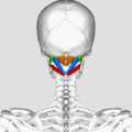 120px Suboccipital muscles animation01.g