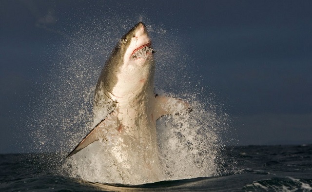 great-white-shark-jumping