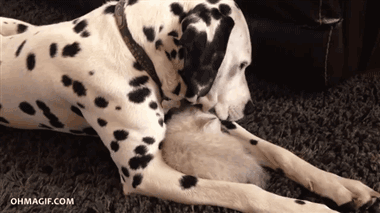 cute-dalmatian-cosying-up-with-a-kitten