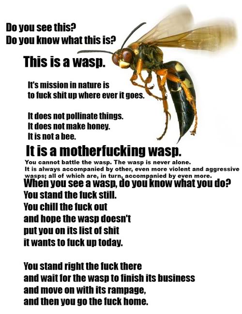 wasp