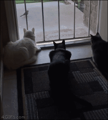 Dog-scares-cats-watching-bird