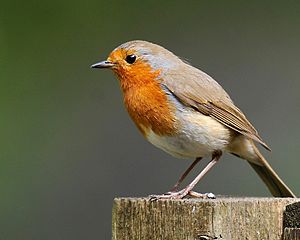 Bilder-Thread 300px-Robin 28950944245629