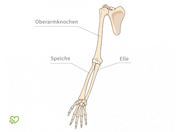 arm anatomie-580x435