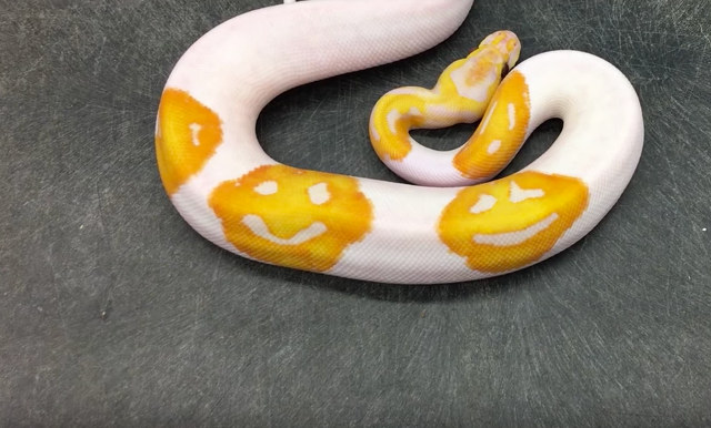 emoji-ball-python