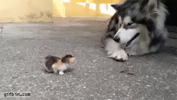 tiny kitten makes its way
