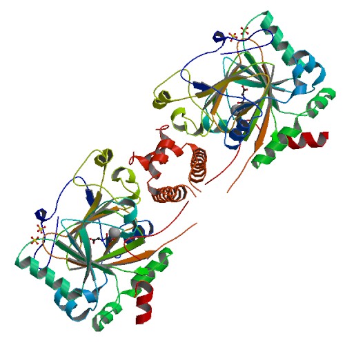 PBB Protein HIF1A image